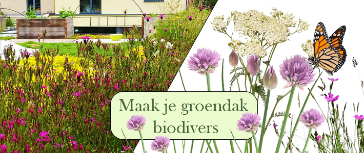 Kies voor een biodivers groendak en creëer een groene oase vol planten, dieren en zorg zo voor een gezonder leefmilieu.